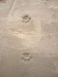 Onze katten hebben het cement ontdekt.